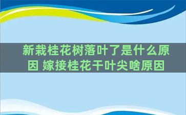 新栽桂花树落叶了是什么原因 嫁接桂花干叶尖啥原因